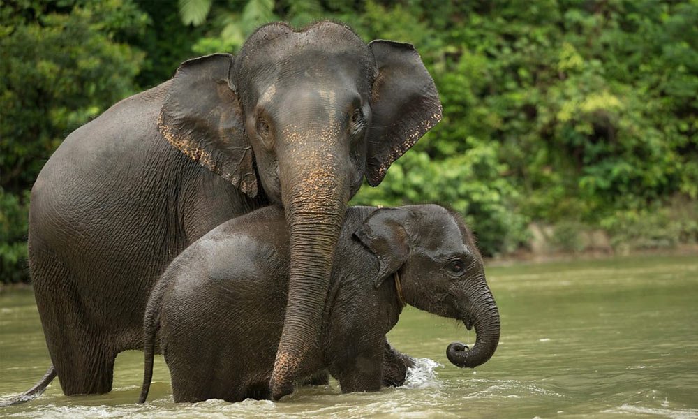 Sumatran Elephant - Top 10 Most Endangered Species